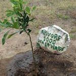 Projeto UFAL Mais Verde comemora o plantio da milésima árvore no Campus do Sertão